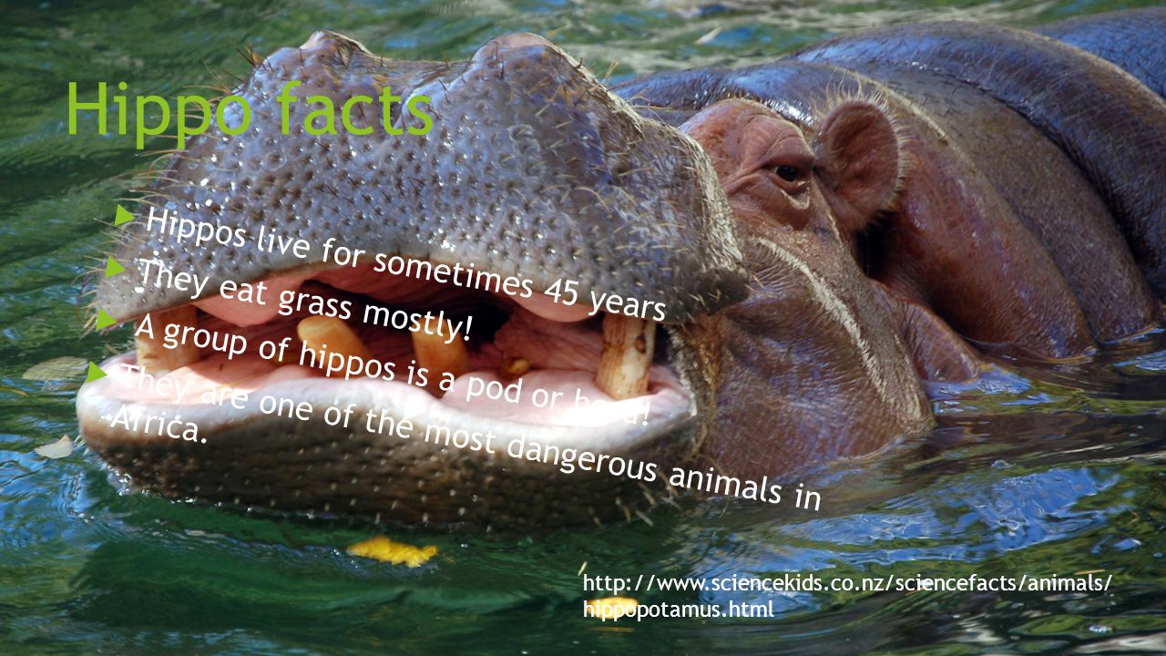 Hippo facts  Hippos live for sometimes 45 years  They eat grass mostly.