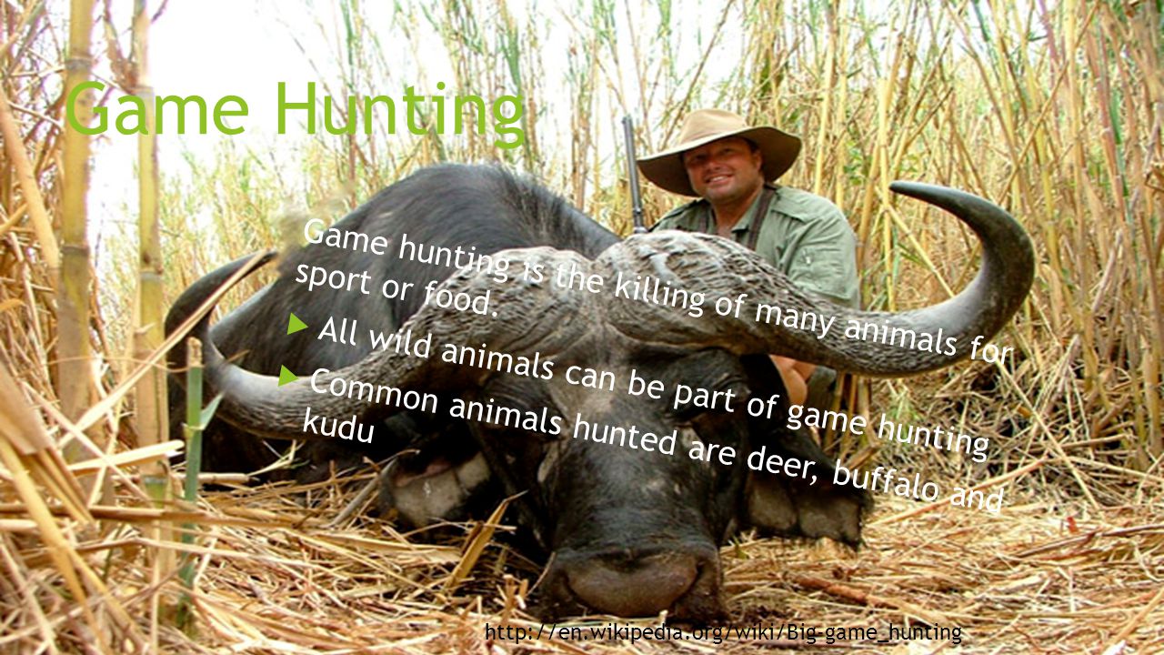 Game Hunting Game hunting is the killing of many animals for sport or food.