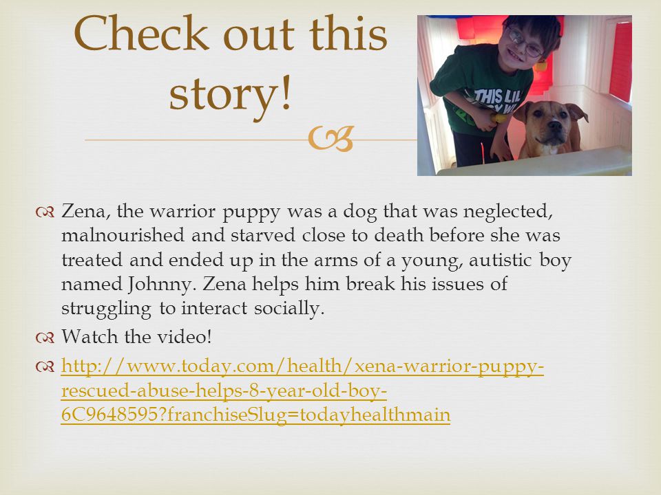   Zena, the warrior puppy was a dog that was neglected, malnourished and starved close to death before she was treated and ended up in the arms of a young, autistic boy named Johnny.