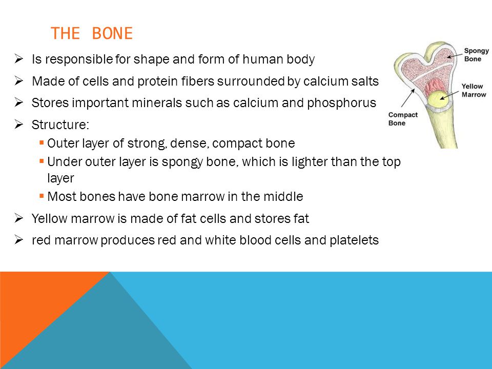 THE BONE  Is responsible for shape and form of human body  Made of cells and protein fibers surrounded by calcium salts  Stores important minerals such as calcium and phosphorus  Structure:  Outer layer of strong, dense, compact bone  Under outer layer is spongy bone, which is lighter than the top layer  Most bones have bone marrow in the middle  Yellow marrow is made of fat cells and stores fat  red marrow produces red and white blood cells and platelets