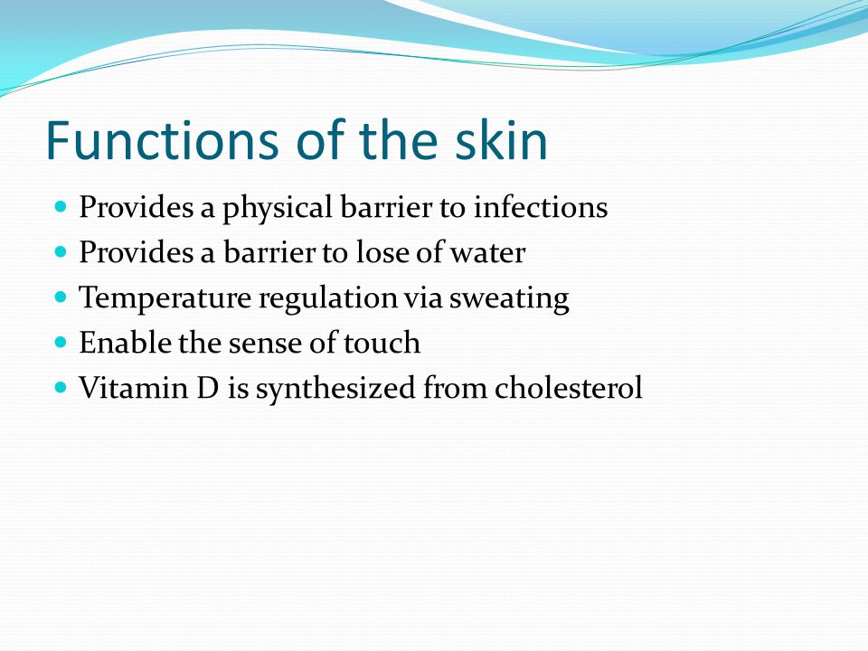 Structure Of The Skin The Largest Organ Of The Body Its