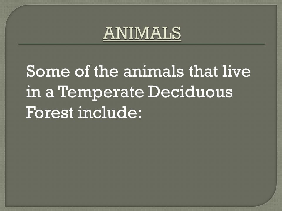 Some of the animals that live in a Temperate Deciduous Forest include:
