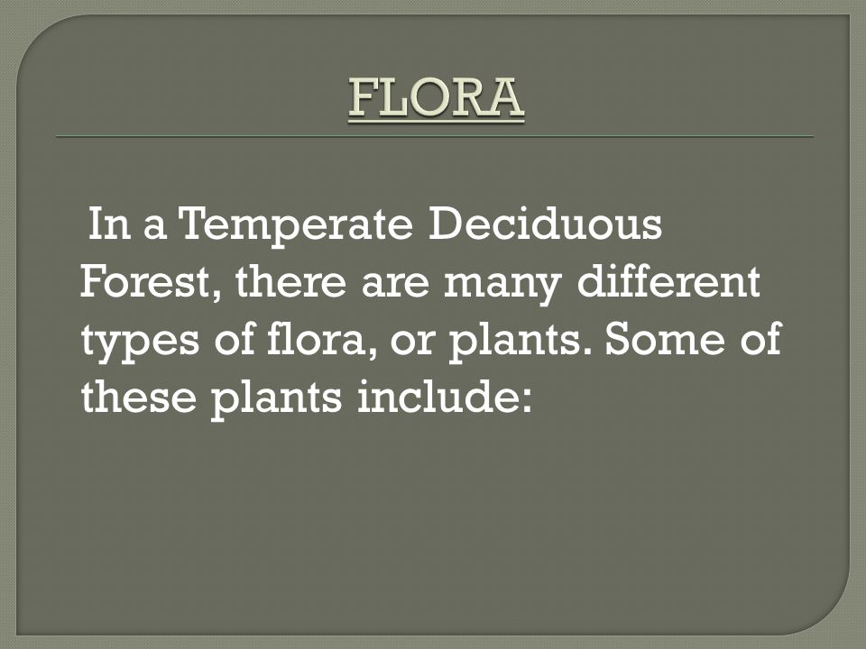In a Temperate Deciduous Forest, there are many different types of flora, or plants.