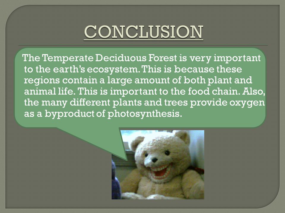 The Temperate Deciduous Forest is very important to the earth’s ecosystem.