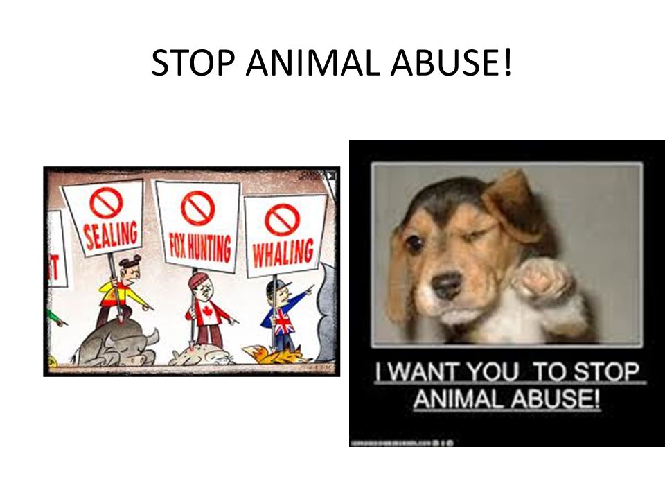 STOP ANIMAL ABUSE!