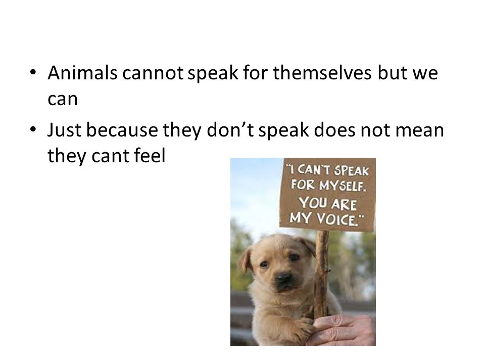 Animals cannot speak for themselves but we can Just because they don’t speak does not mean they cant feel