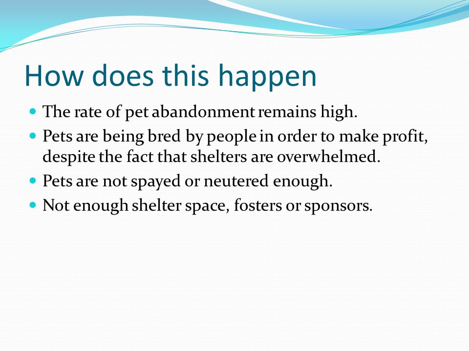 How does this happen The rate of pet abandonment remains high.