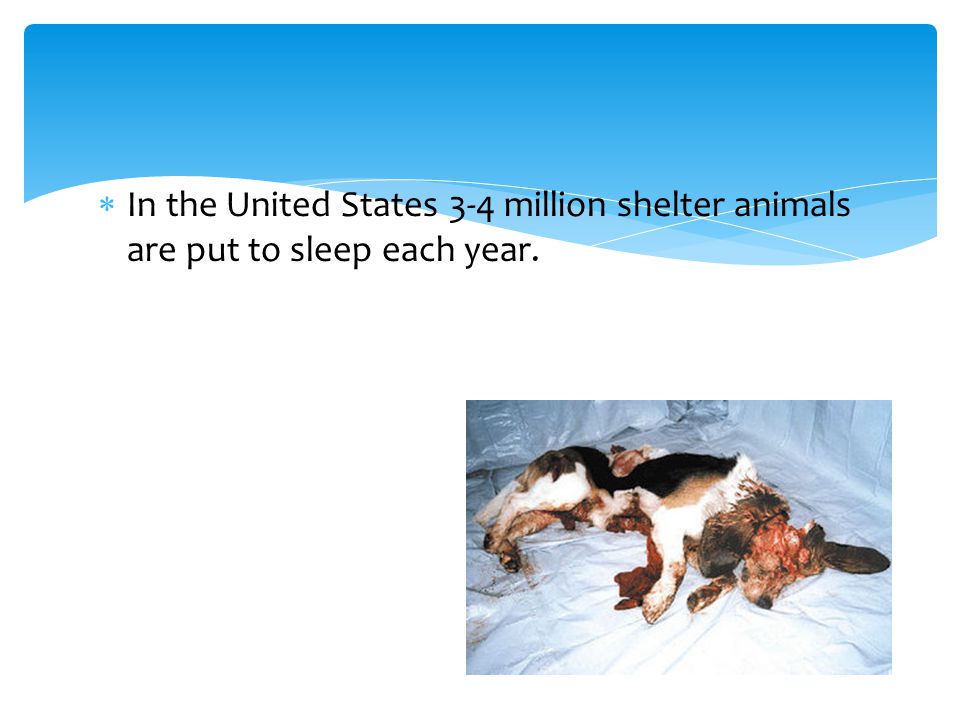  In the United States 3-4 million shelter animals are put to sleep each year.
