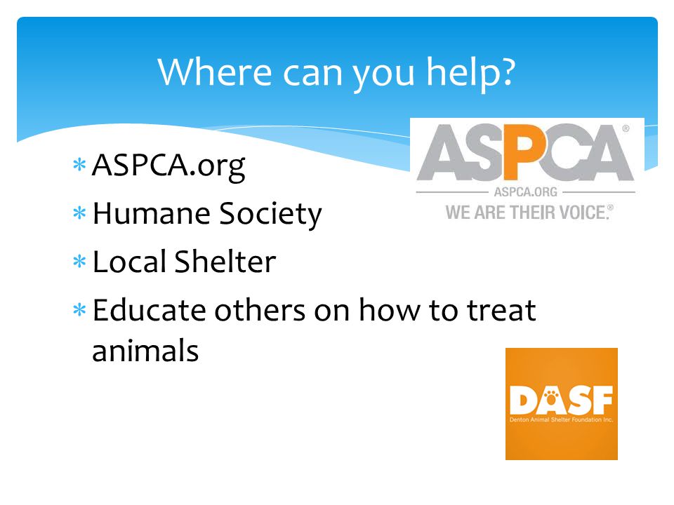  ASPCA.org  Humane Society  Local Shelter  Educate others on how to treat animals Where can you help