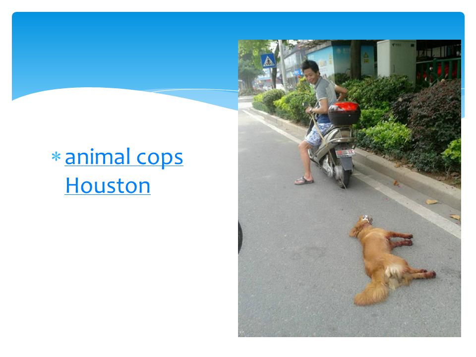  animal cops Houston animal cops Houston