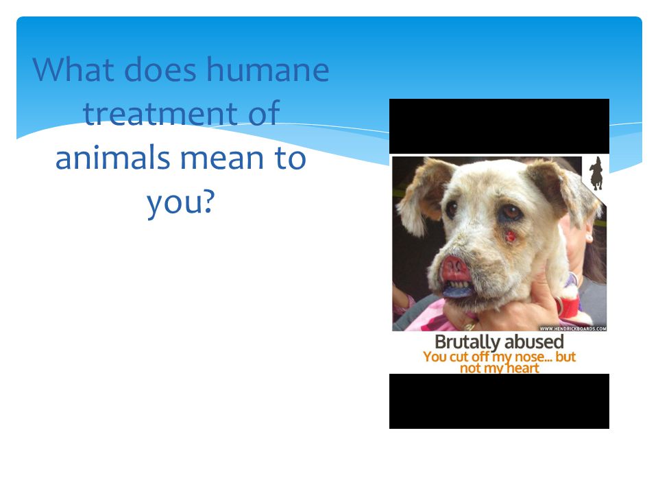 What does humane treatment of animals mean to you