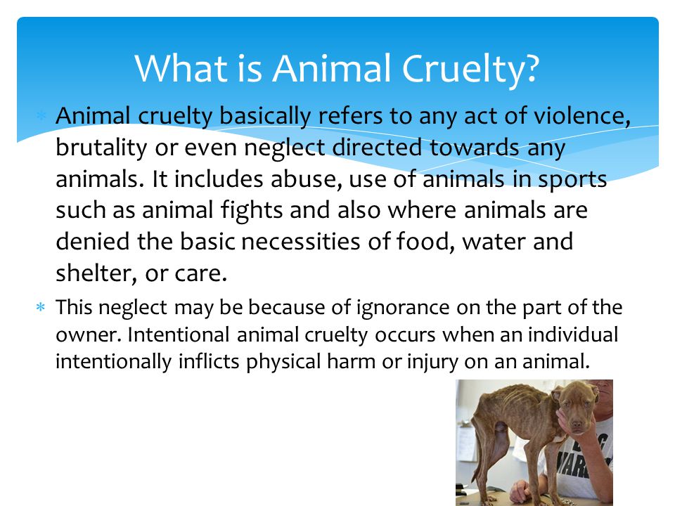  Animal cruelty basically refers to any act of violence, brutality or even neglect directed towards any animals.