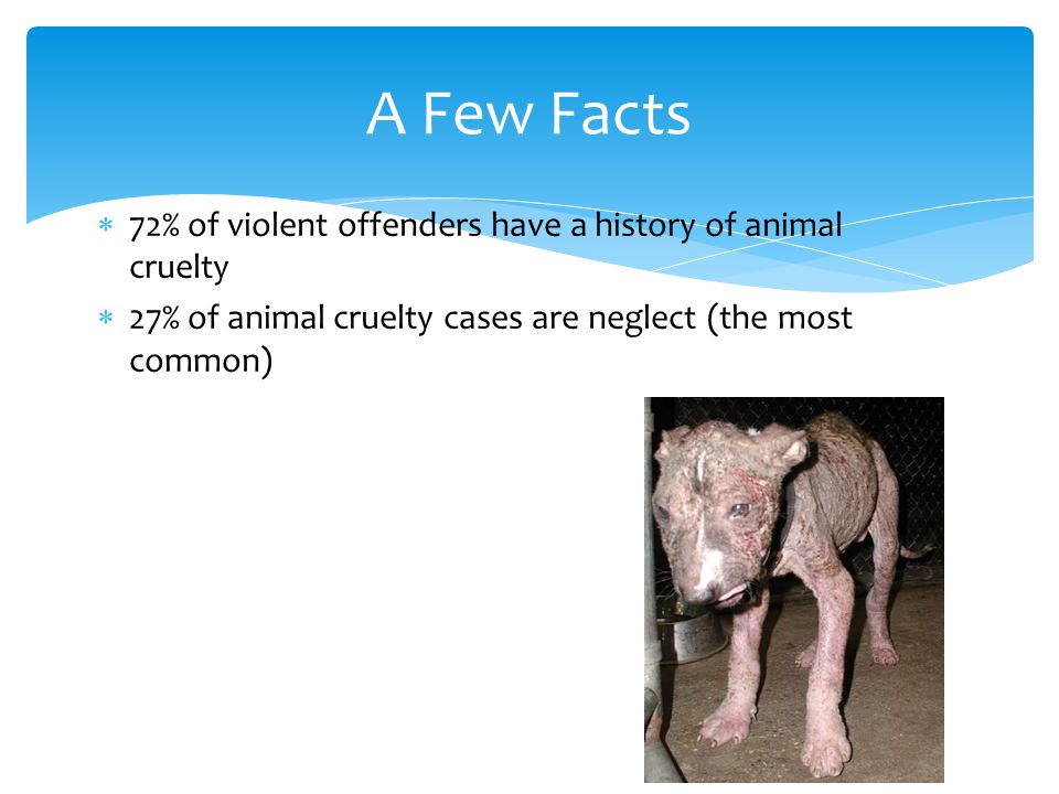  72% of violent offenders have a history of animal cruelty  27% of animal cruelty cases are neglect (the most common) A Few Facts