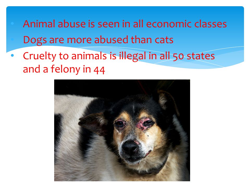 Animal abuse is seen in all economic classes Dogs are more abused than cats Cruelty to animals is illegal in all 50 states and a felony in 44