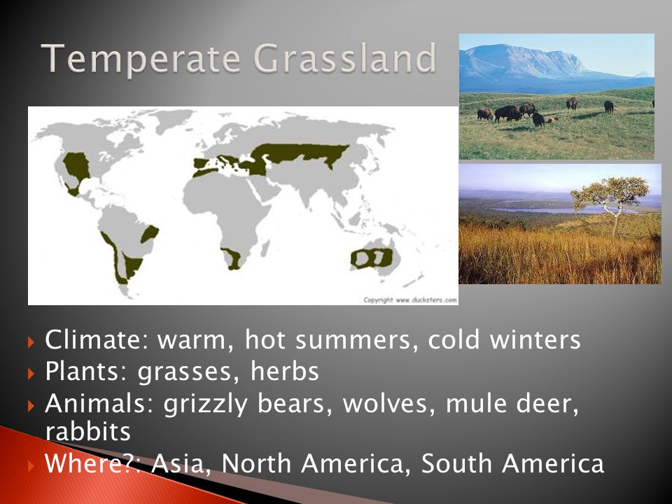  Climate: warm, hot summers, cold winters  Plants: grasses, herbs  Animals: grizzly bears, wolves, mule deer, rabbits  Where : Asia, North America, South America