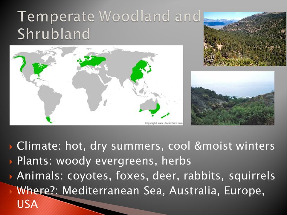  Climate: hot, dry summers, cool &moist winters  Plants: woody evergreens, herbs  Animals: coyotes, foxes, deer, rabbits, squirrels  Where : Mediterranean Sea, Australia, Europe, USA
