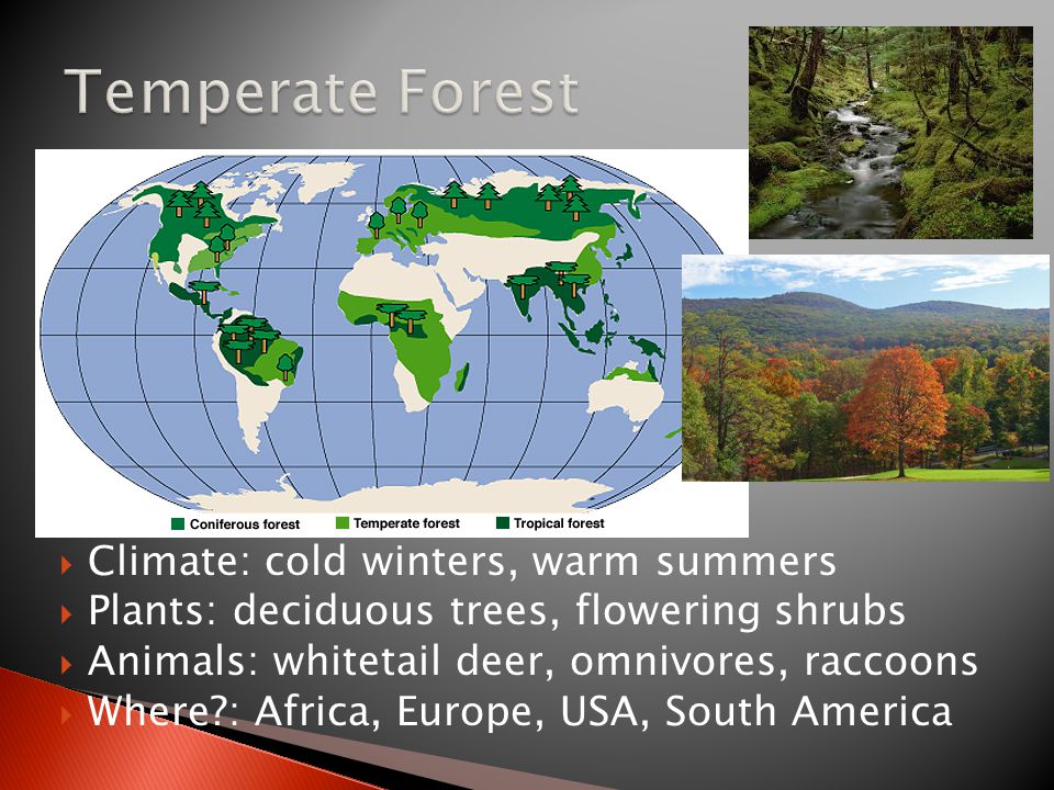  Climate: cold winters, warm summers  Plants: deciduous trees, flowering shrubs  Animals: whitetail deer, omnivores, raccoons  Where : Africa, Europe, USA, South America
