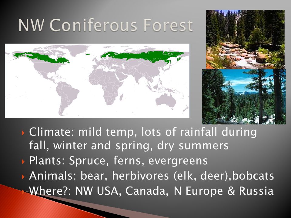  Climate: mild temp, lots of rainfall during fall, winter and spring, dry summers  Plants: Spruce, ferns, evergreens  Animals: bear, herbivores (elk, deer),bobcats  Where : NW USA, Canada, N Europe & Russia