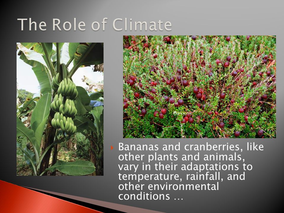  Bananas and cranberries, like other plants and animals, vary in their adaptations to temperature, rainfall, and other environmental conditions …
