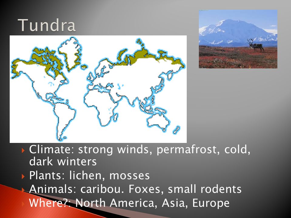  Climate: strong winds, permafrost, cold, dark winters  Plants: lichen, mosses  Animals: caribou.