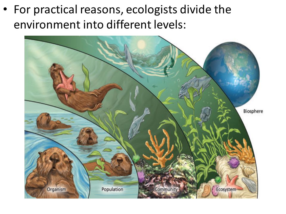 For practical reasons, ecologists divide the environment into different levels: