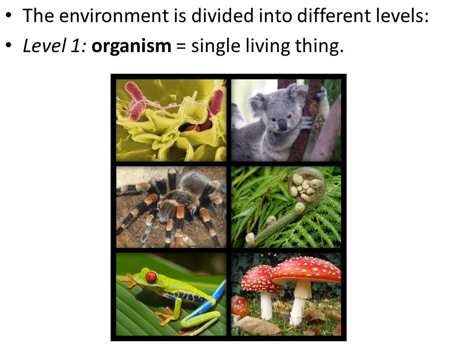 The environment is divided into different levels: Level 1: organism = single living thing.