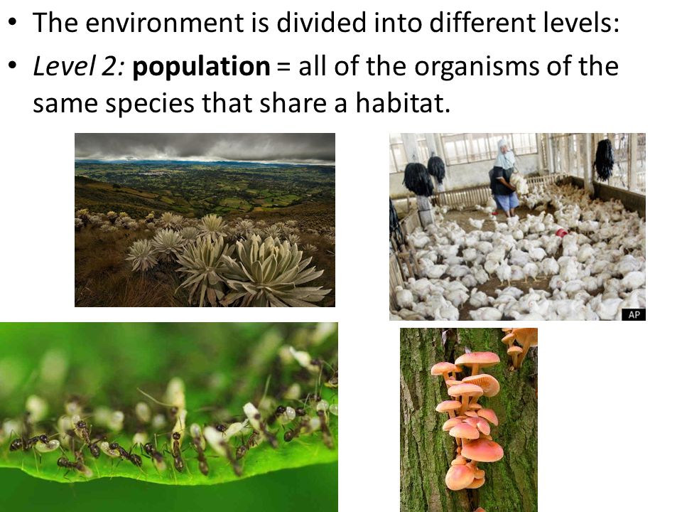 The environment is divided into different levels: Level 2: population = all of the organisms of the same species that share a habitat.