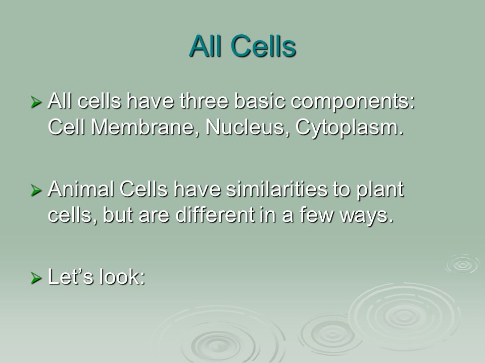 Plants vs. Animal Cells Mr. Ellis. Do Now  What do you think is the most  important organelle? Why, please explain your answer using science! - ppt  download