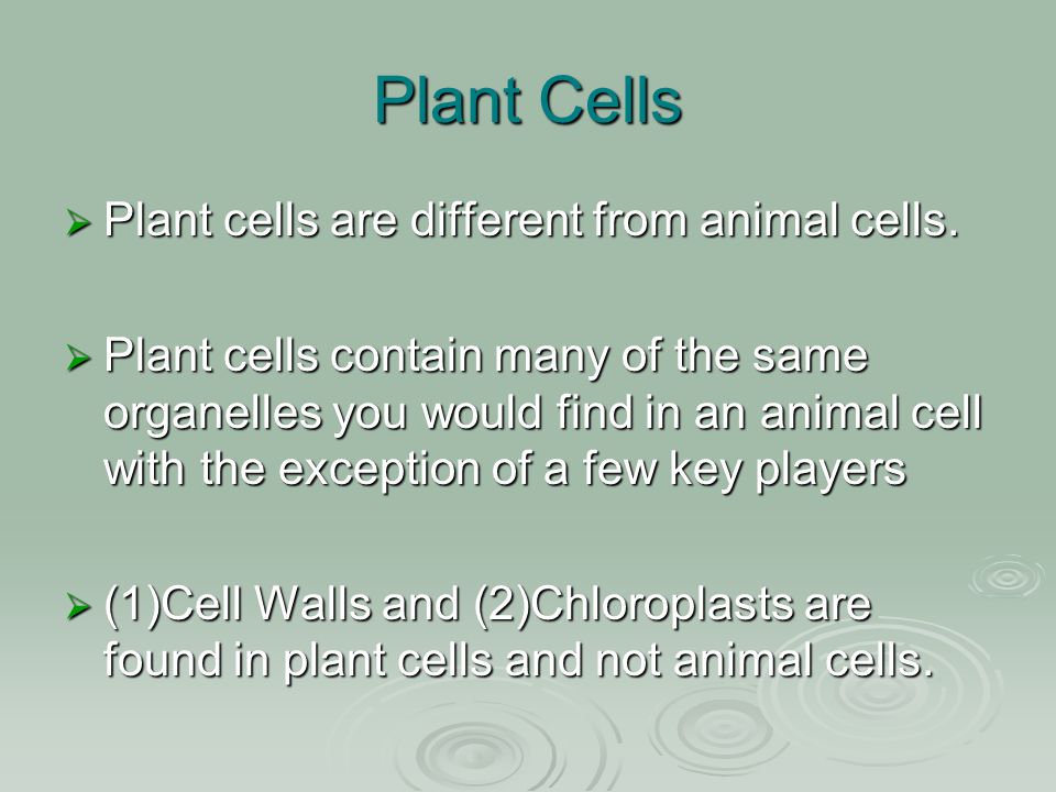 Plants vs. Animal Cells Mr. Ellis. Do Now  What do you think is the most  important organelle? Why, please explain your answer using science! - ppt  download