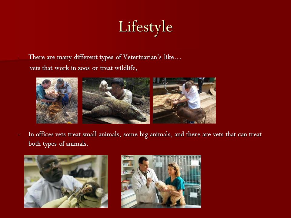Lifestyle - There are many different types of Veterinarian’s like… vets that work in zoos or treat wildlife, vets that work in zoos or treat wildlife, -In offices vets treat small animals, some big animals, and there are vets that can treat both types of animals.