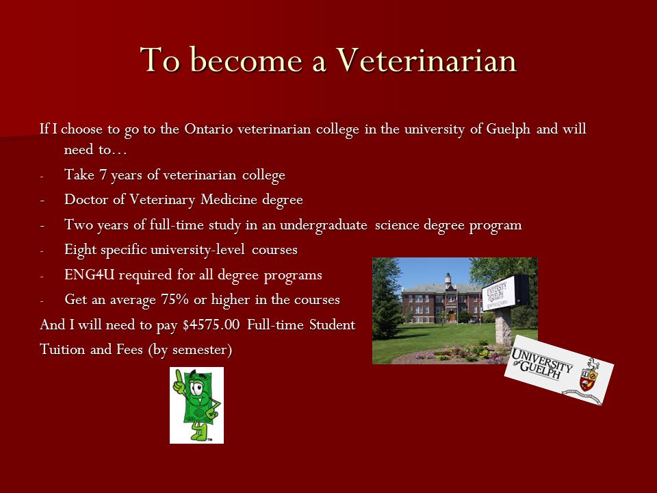 To become a Veterinarian If I choose to go to the Ontario veterinarian college in the university of Guelph and will need to… - Take 7 years of veterinarian college -Doctor of Veterinary Medicine degree -Two years of full-time study in an undergraduate science degree program - Eight specific university-level courses - - ENG4U required for all degree programs - Get an average 75% or higher in the courses And I will need to pay $ Full-time Student Tuition and Fees (by semester)