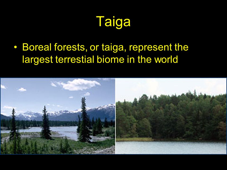 Taiga Boreal forests, or taiga, represent the largest terrestial biome in the world