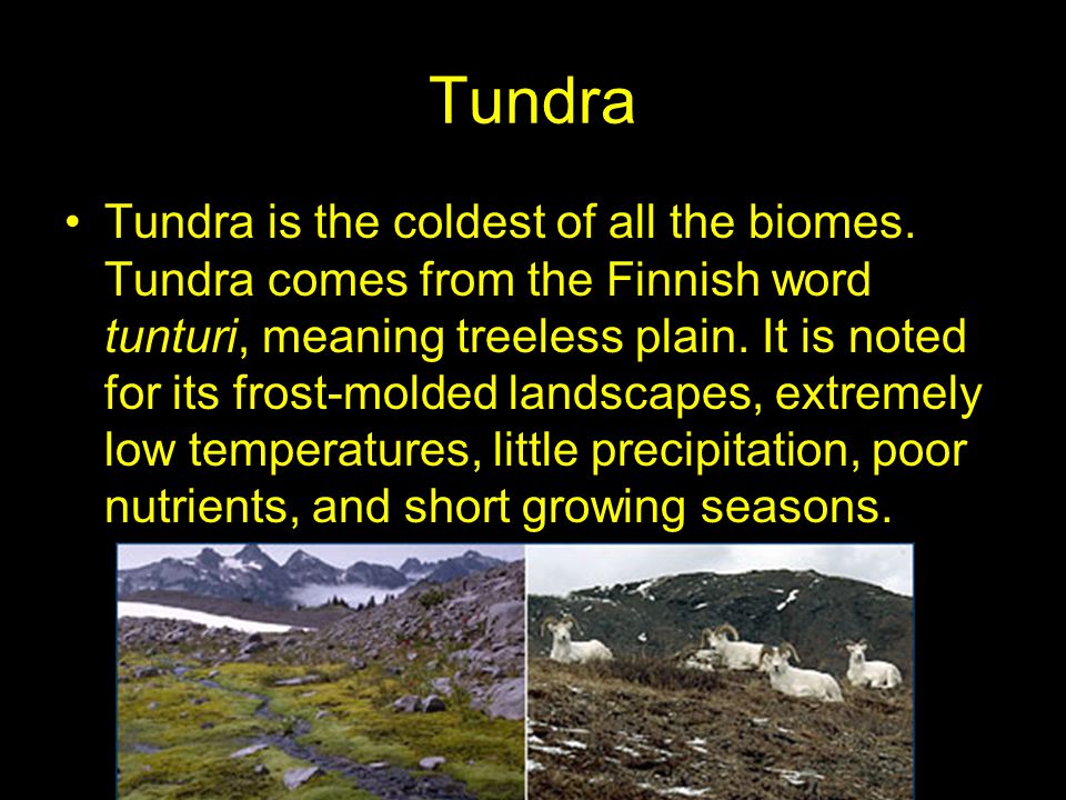 Tundra Tundra is the coldest of all the biomes.