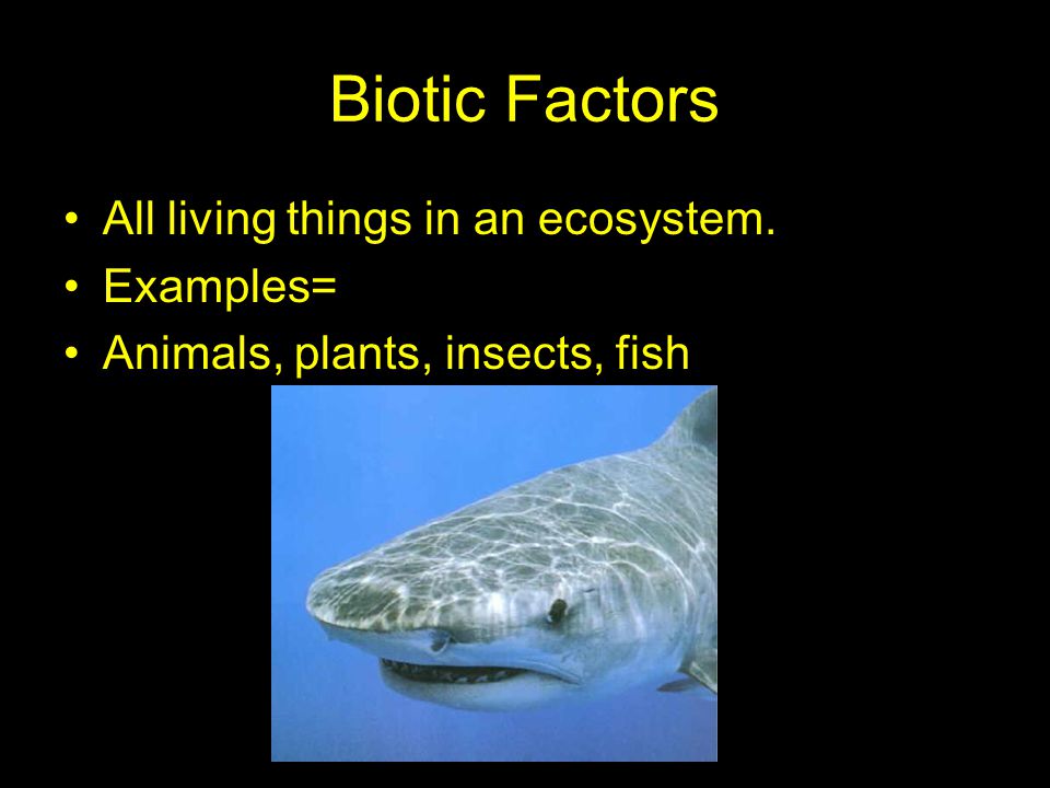 Biotic Factors All living things in an ecosystem. Examples= Animals, plants, insects, fish