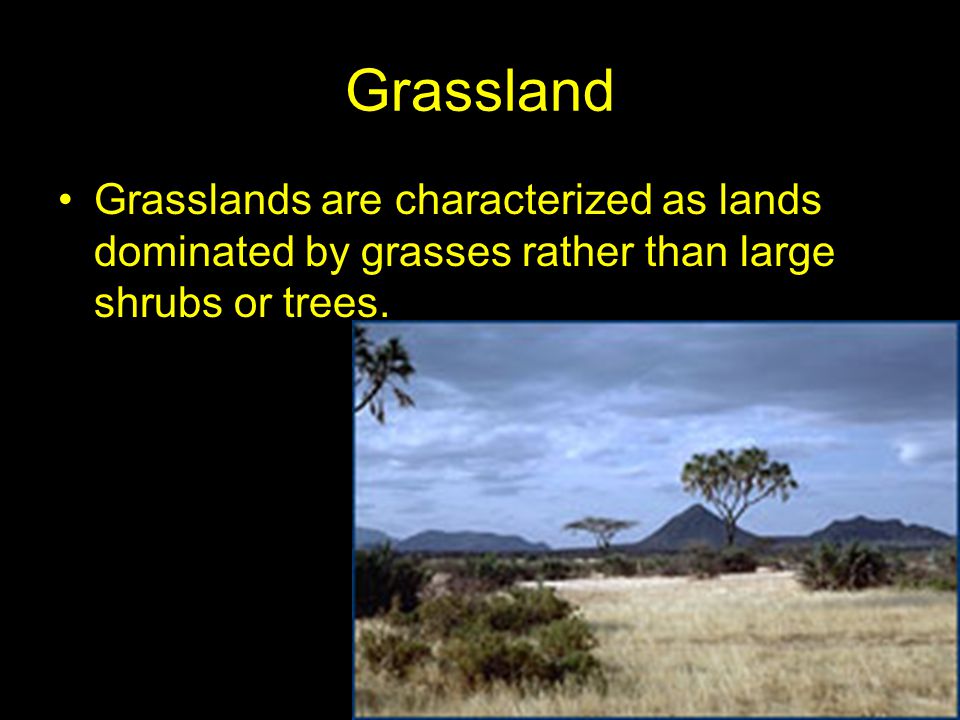 Grassland Grasslands are characterized as lands dominated by grasses rather than large shrubs or trees.