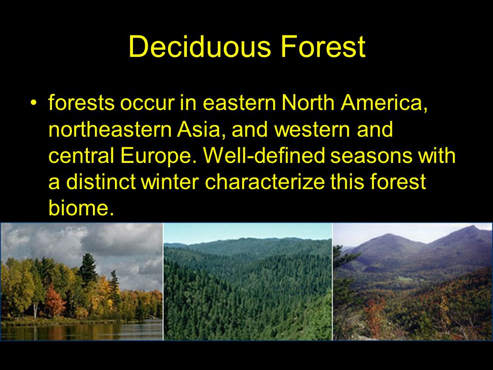 Deciduous Forest forests occur in eastern North America, northeastern Asia, and western and central Europe.