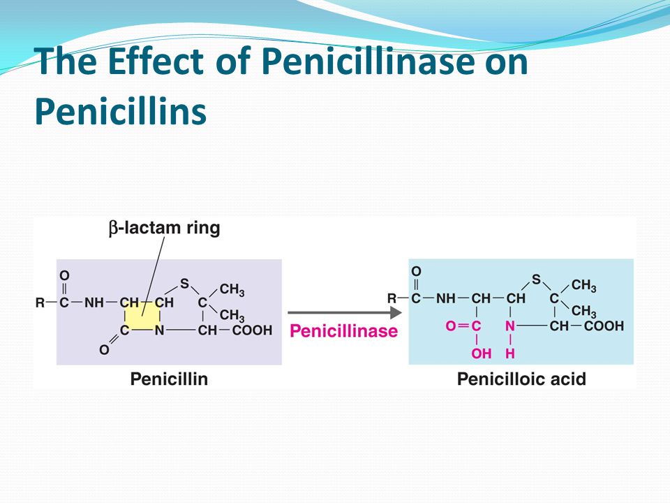 Image result for effect of penicillinase on penicillin
