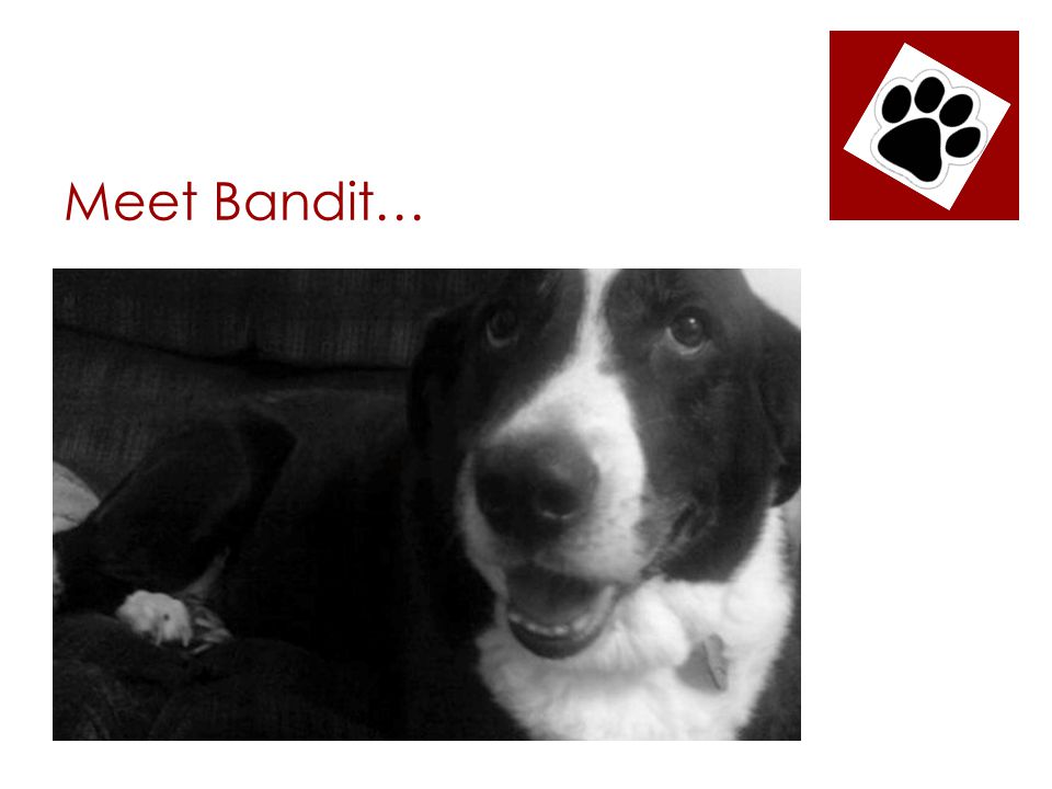 Meet Bandit…