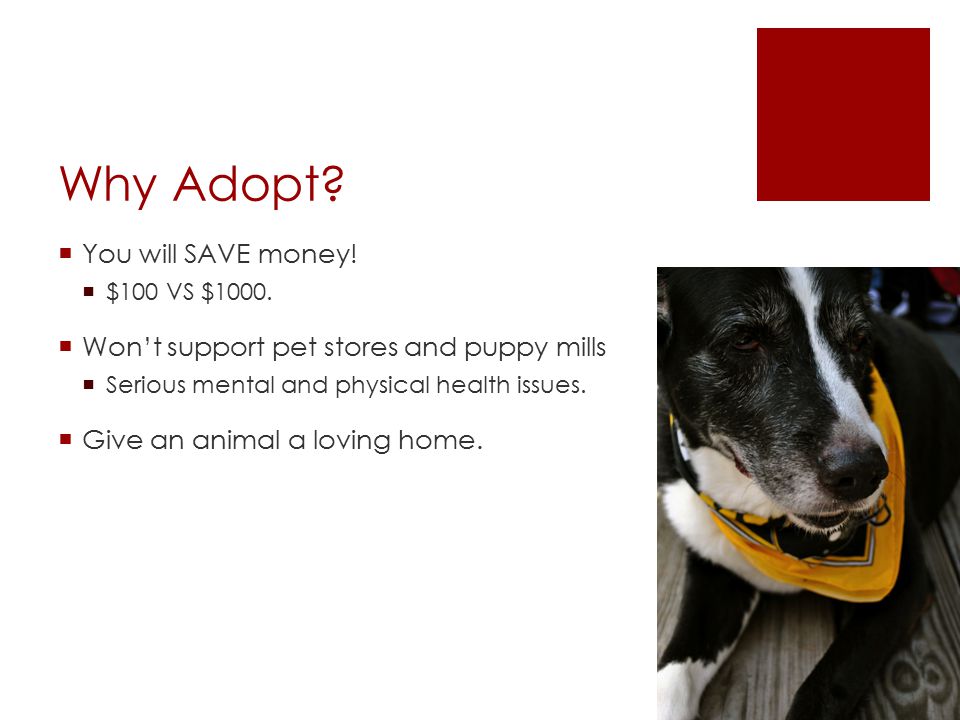 Why Adopt.  You will SAVE money.  $100 VS $1000.