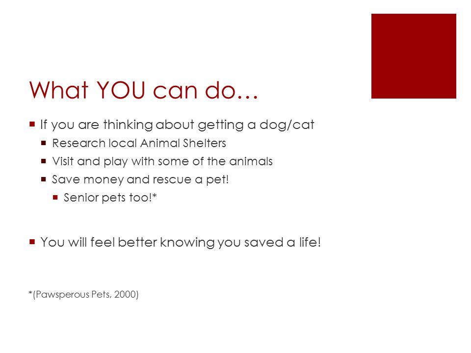What YOU can do…  If you are thinking about getting a dog/cat  Research local Animal Shelters  Visit and play with some of the animals  Save money and rescue a pet.