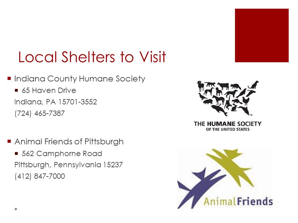 Local Shelters to Visit  Indiana County Humane Society  65 Haven Drive Indiana, PA (724)  Animal Friends of Pittsburgh  562 Camphorne Road Pittsburgh, Pennsylvania (412) *