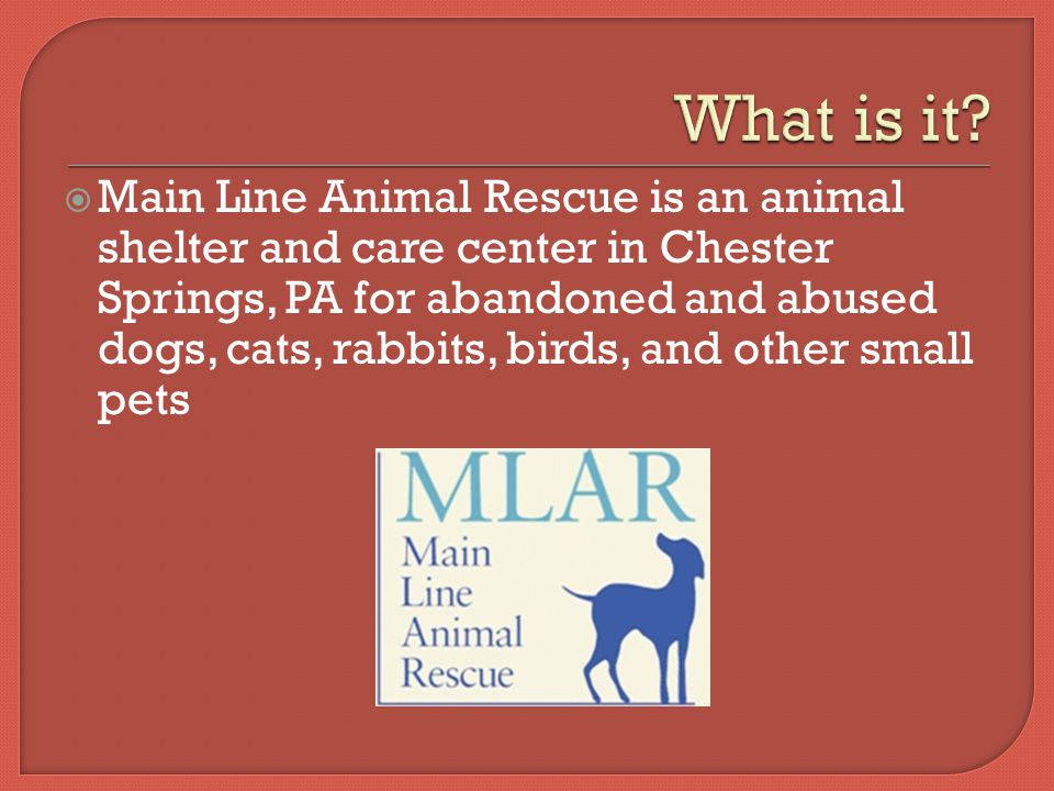  Main Line Animal Rescue is an animal shelter and care center in Chester Springs, PA for abandoned and abused dogs, cats, rabbits, birds, and other small pets