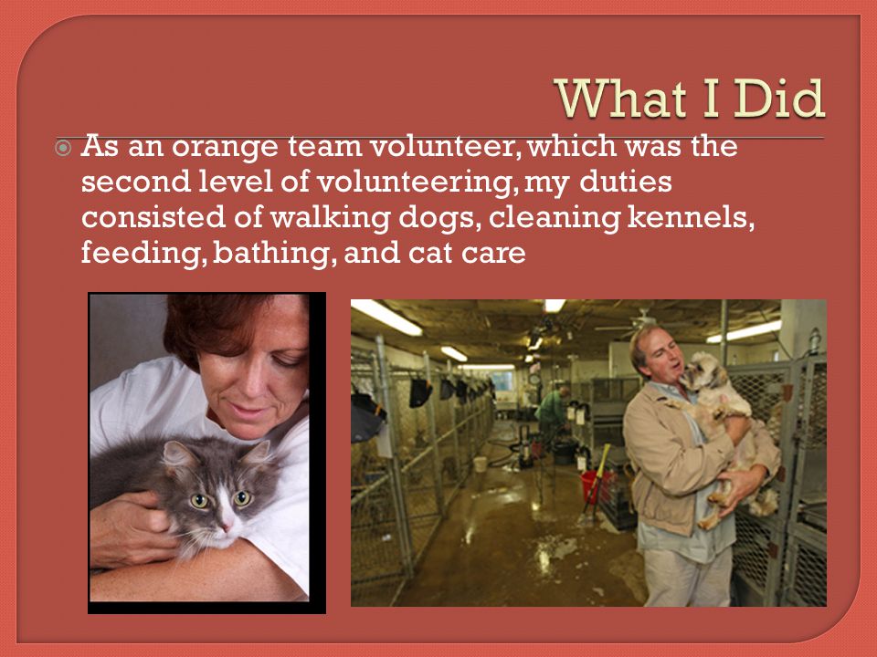  As an orange team volunteer, which was the second level of volunteering, my duties consisted of walking dogs, cleaning kennels, feeding, bathing, and cat care
