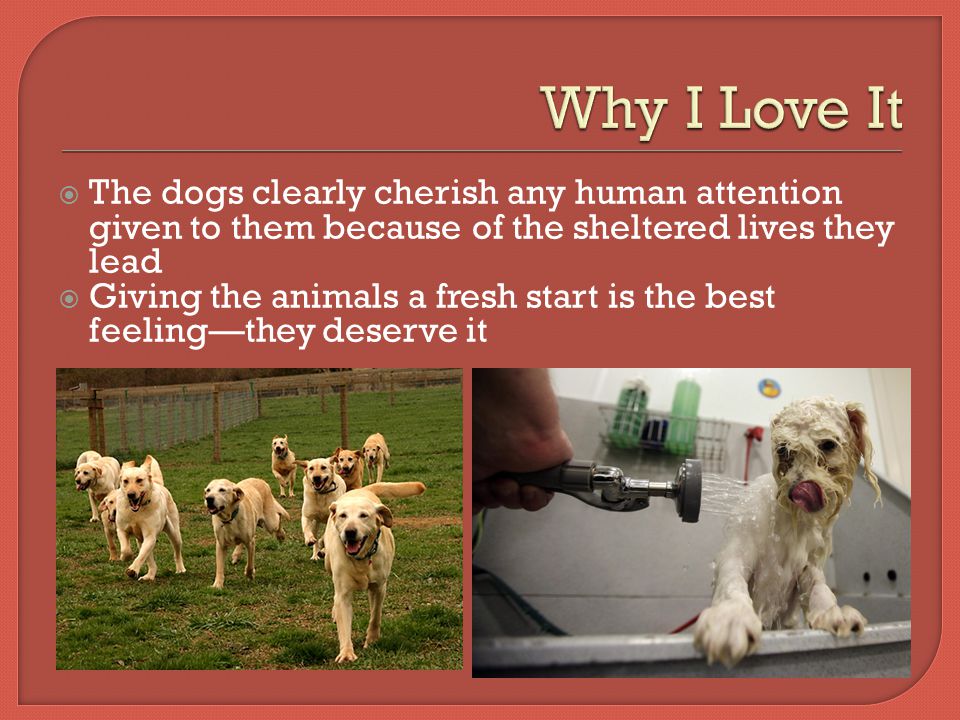  The dogs clearly cherish any human attention given to them because of the sheltered lives they lead  Giving the animals a fresh start is the best feeling—they deserve it