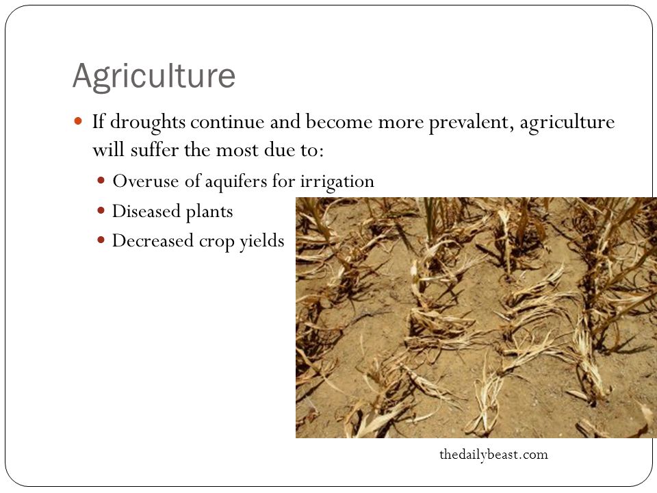 Agriculture If droughts continue and become more prevalent, agriculture will suffer the most due to: Overuse of aquifers for irrigation Diseased plants Decreased crop yields thedailybeast.com