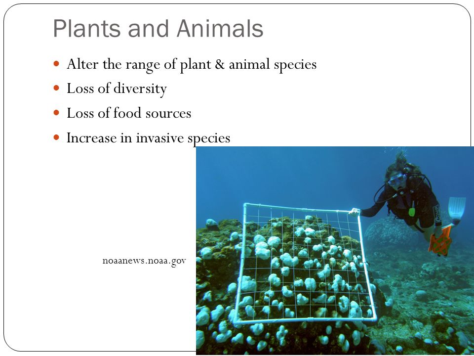 Plants and Animals Alter the range of plant & animal species Loss of diversity Loss of food sources Increase in invasive species noaanews.noaa.gov