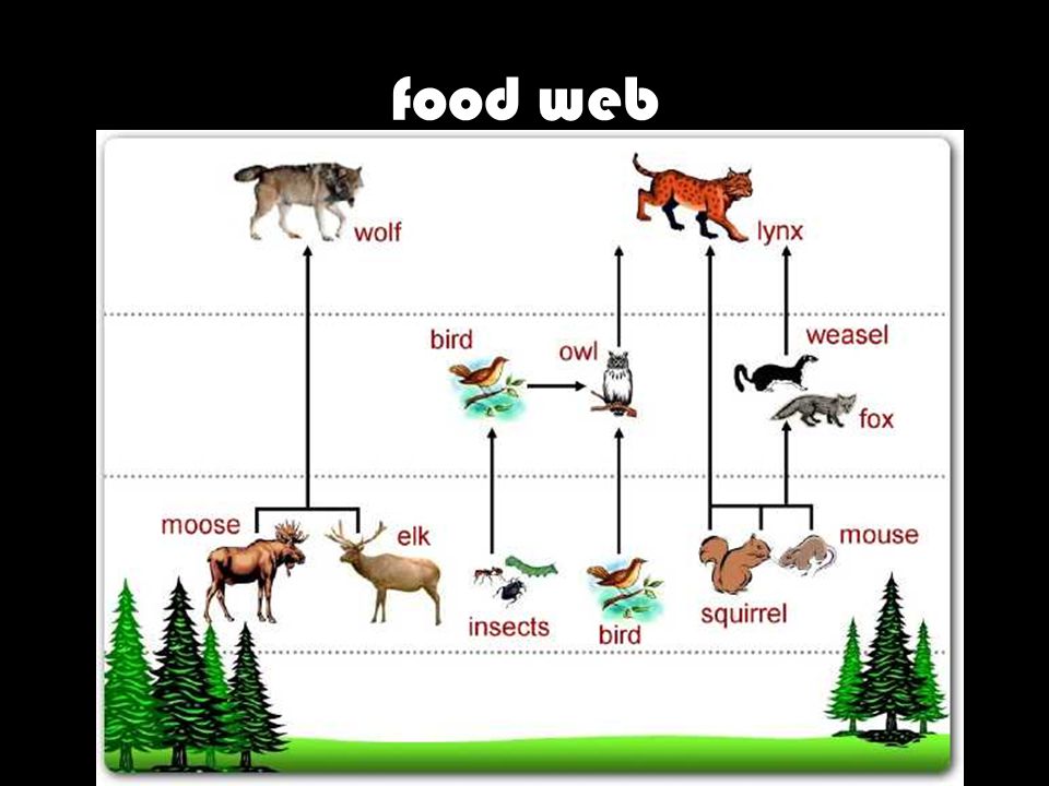 LYNX boreal forest By: esteban martigon 6 th grade Mr. Flores. - ppt  download