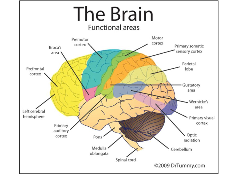 Brain zones
