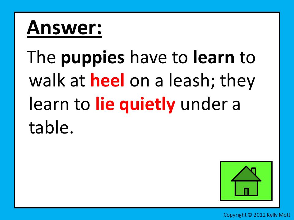 Answer: The puppies have to learn to walk at heel on a leash; they learn to lie quietly under a table.
