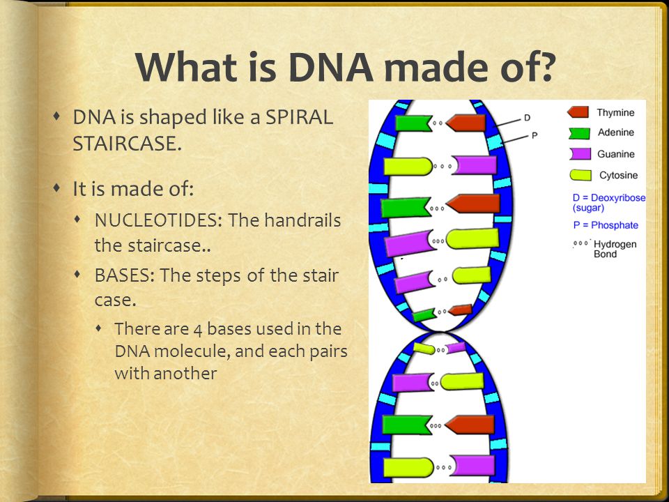 Deoxyribonucleic Acid DNA = What is DNA?  What is DNA used for in the  cell?  DNA is where the GENETIC CODE is stored.  It is a set of  instructions. - ppt download
